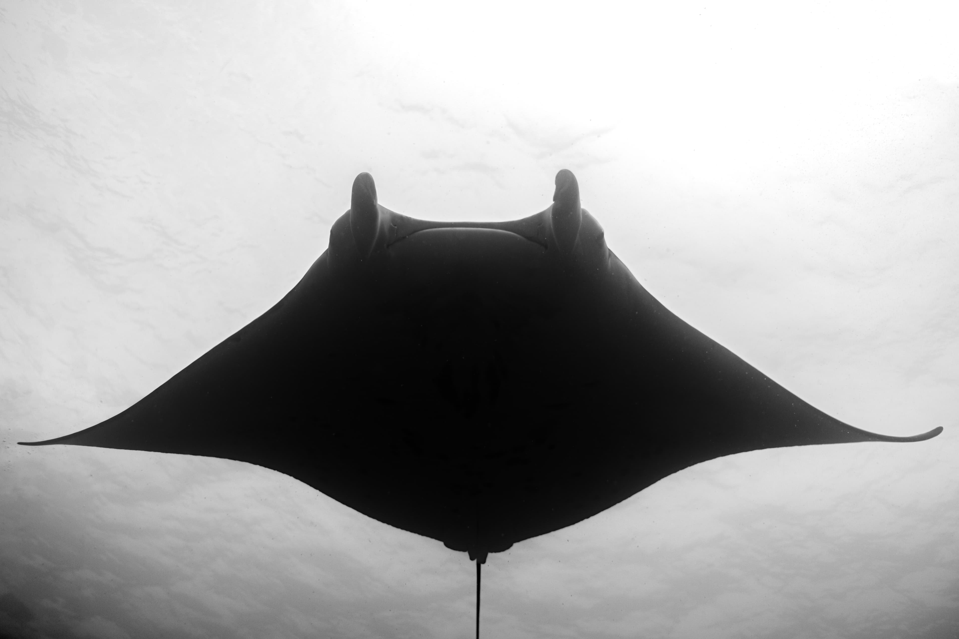 Mobula Storm